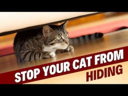 How to Stop Your Cat From Hiding?