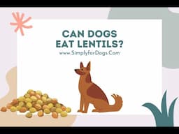 Can Dogs Eat Lentils?