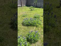 How To Grow Bluebonnets at Home