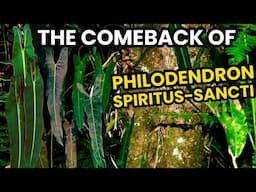 Philodendron Spiritus-Sancti Is Making a Comeback