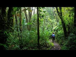 Travel with us to the Monteverde Cloud Forest in Costa Rica