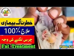 Female Parrot Fat Disease with 100% Treatment (Madi ki Charbi Lagna), in Urdu by |Arham|, Video. 531