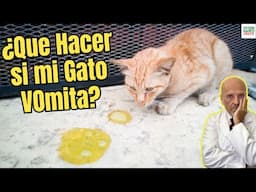 🆘 ¿QUE HACER SI MI GATO VOMITA VARIAS VECES? 🆘