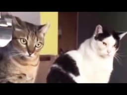 Cats Doing Funny Things: A Compilation Video