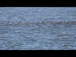 Huge raft of sea ducks - mainly common scoters (Melanitta nigra) - off Cley Beach, Norfolk.