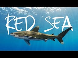 Searching for the Legendary Shark of the Red Sea // Life, Uncharted Ch. 02 [Documentary]