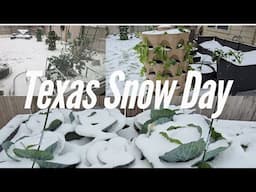 "Unbelievable! Snow Falls in Our Texas Garden for the First Time Ever!"0