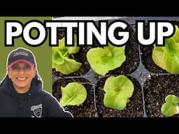 How To Pot Up Seedlings When & Why | Seed Starting Tips || Budget Gardening