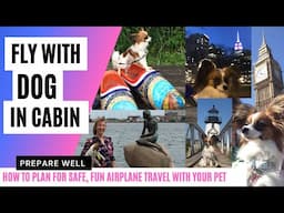 Pet fly in cabin on airplane. Tips from experienced pet traveler for a safe, fun trip with dog / cat