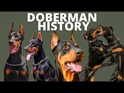 FASCINATING HISTORY OF THE DOBERMAN