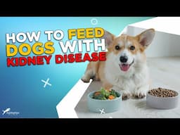 How to Feed Dogs With Kidney Disease: What to Feed and What to Avoid!