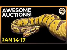 Cool Ball Python Auctions on a very Cold Day! - JAN 14-17