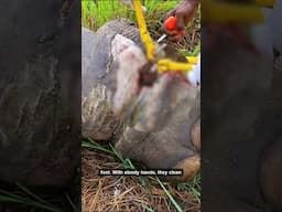 Daring Rescue: Team Saves Elephant from Deadly Trap! Unbelievable!