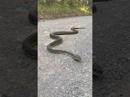 Large Carpet python crossing a road in Australia