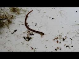 A Leech Using its Posterior and Anterior Sucker for Locomotion