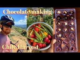 Craft Chocolate Making + Harvesting Chile Picante