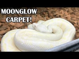 MOONGLOW & SNOW CARPET PYTHON UPDATE!