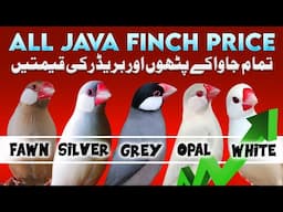 All java price 2025 | java finch price in pakistan | Silver white fawn grey albino Jawa price update