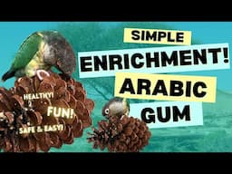 Easy Enrichment for Parrots: Arabic Gum