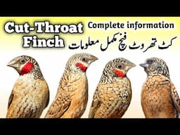 Cut Throat Finch Breeding Tips || Cut-Throat Ribbon Finch Cage, Nest, Box, seed mix & Male Female