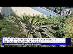 Experts 'Worried' as New Scale Insects Threaten Sago Palm Species | TVJ News