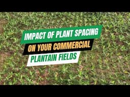 PLANT SPACING: THE REASON YOUR ARE NOT GETTING THE RIGHT YIELD AT YOUR COMMERCIAL PLANTAIN FIELDS.