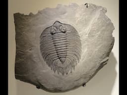 The Strange Case of the Cambrian Explosion