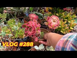 The Whole Garden is DYING | VLOG #288