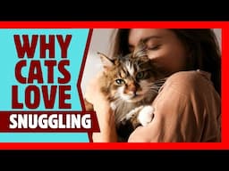 Why Some Cats Love Snuggling