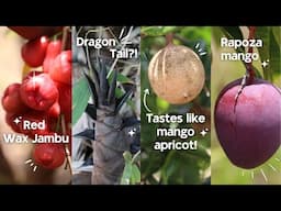 Tropical Fruit Adventure Ep 3: Mangoes, Mammea Apple, Bamboo & More