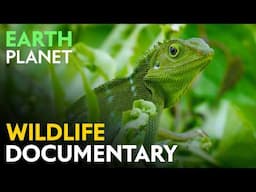 Life on Earth - Wildlife documentary | Jungle Planet series | Nature animal documentary