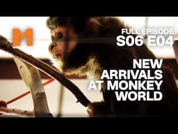 This Monkey Gives Jeremy The Slip! | Season 6 Episode 4 | Full Episode | Monkey Life