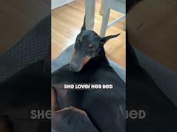 So Comfy #dog #funny #puppy #doberman #dobermanpinschers #dobermanpuppy #dogsfunny