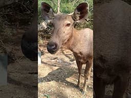 Female Sambar Spotted Thanks to @VivekAwasthiVlogs for educating  about #wildlife and #sambardeers