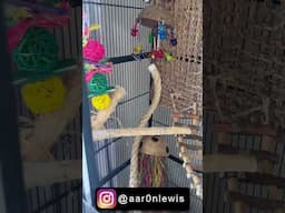 GREEN CHEEK CONURE’S HUGE CAGE (SHORTS)