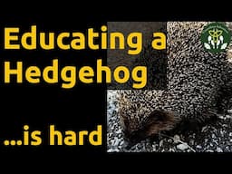 How To Teach A Hedgehog Not To Cross The Road Using Reasoned Discourse