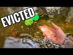 DIY Pond Gets New AGGRESSIVE Fish!