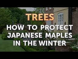 How to Protect Japanese Maples in the Winter