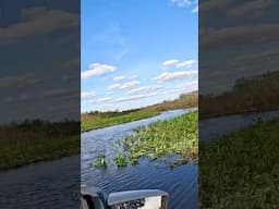 Alligators and jet ski trails #jetski #jetskiadventures #flskiriders #floridaskiriders #floridaman