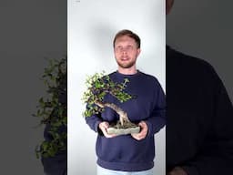 Can You Grow Bonsai Trees indoors?