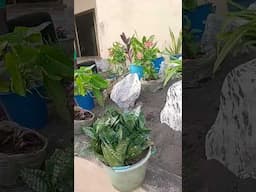 We're transforming Spaces 😂😂✌✌✌✌. +233560124878 for your landscaping in Ghana🇬🇭 💯. #garden.