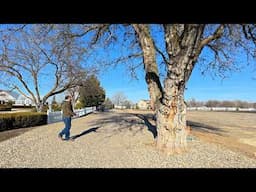 We Need to Take the Mulberry Tree Out ☹️ & Pruning Up a Large Leyland Cypress!🌲✂️ // Garden Answer