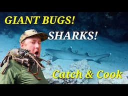 Kilchers in Hawaii? Sharks, Waves, and the Deep Sea Dangers!