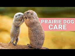 Prairie Dog Care 101