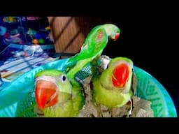 How to train and play with Bird  #animal #parrot #talkingparot #birds