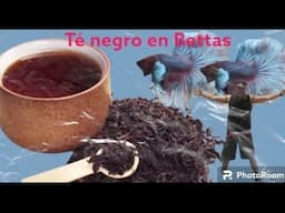 Como preparar el Té negro para peces Betta por Jose Tineo - Gente Betta Venezuela Dorman