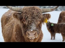 Are Highlands just a status symbol of the farm??