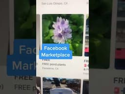 Best Place to Get Free Plants?!? Facebook Marketplace #freeplants #freeplantsforever #plants