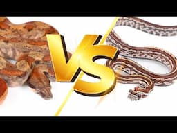 Boa Constrictor vs. Corn Snake: The Ultimate Snake Showdown