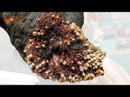 German Shepherd Dog Infested With Thousands of Ticks Rescued From Misery